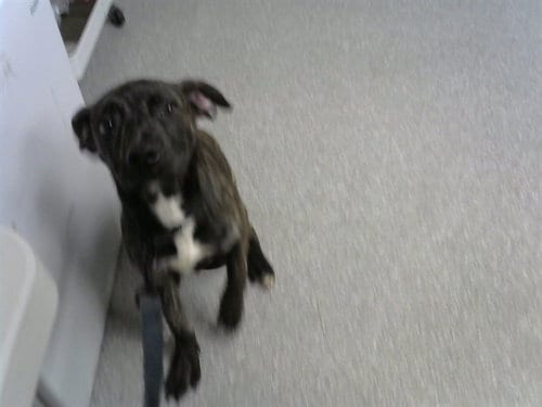 Photo of Tiger, adoptable American Pit Bull Terrier in Pasadena, Texas