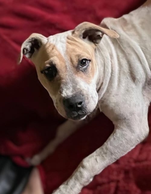 Photo of Flossy, adoptable Staffordshire Bull Terrier in Maryville, Tennessee