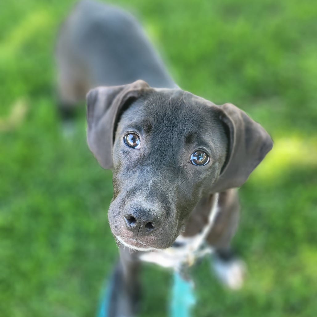 Photo of Kylie, adoptable Retriever, Black Labrador / Mix in South Elgin, Illinois