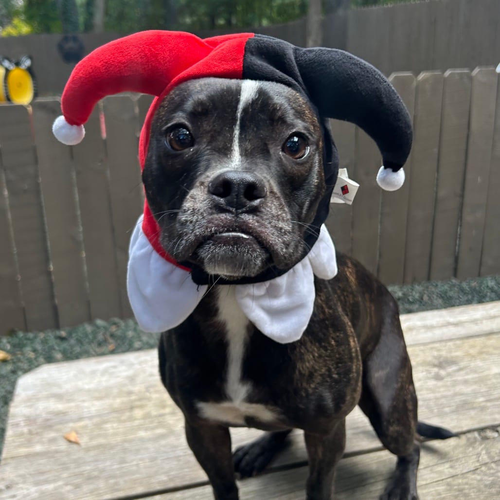 Photo of Petal, adoptable Mixed Breed (Small) in Decatur, Georgia