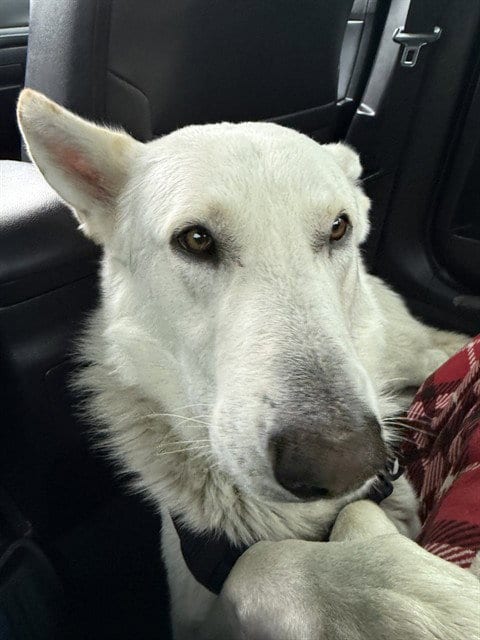 Photo of Shadow, adoptable Siberian Husky in Stockton, California