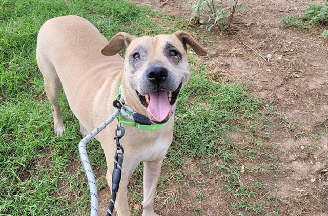 Photo of Scrappy, adoptable dog