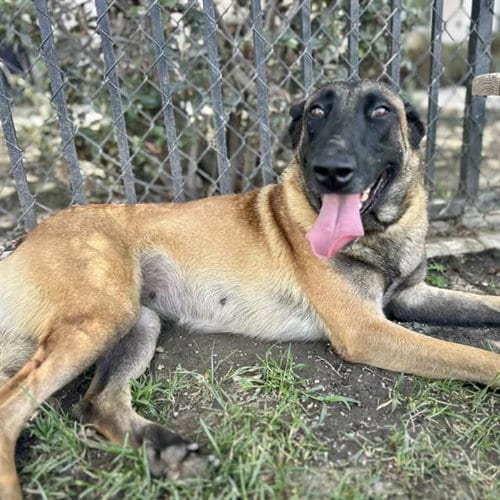 Photo of Cranberry, adoptable Belgian Shepherd Malinois in Riverside, California
