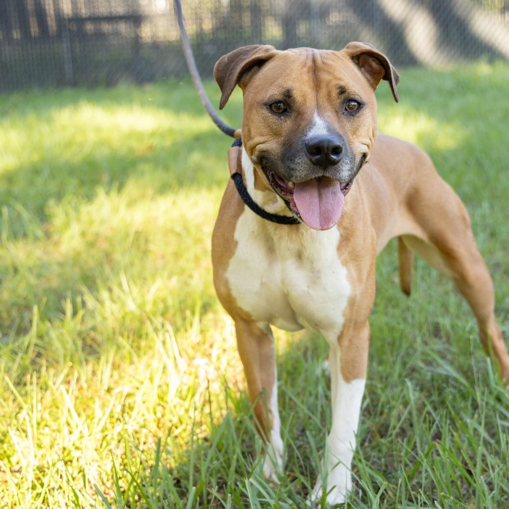 Photo of Cersei, adoptable Mixed Breed (Medium) in Gainesville, Florida