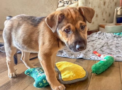 Photo of Emma’s Cricket, adoptable Cattle Dog in San Diego, California
