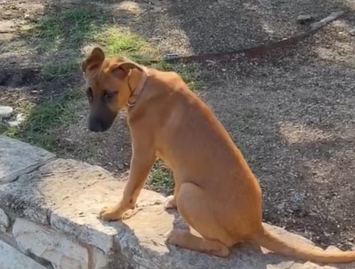 Photo of Flower Patch Litter Buttercup - Located in TX, adoptable Belgian Shepherd Malinois in Imlay City, Michigan