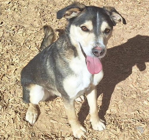 Photo of Whisky, adoptable Beagle in Albuquerque, New Mexico