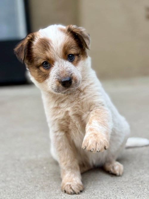 Photo of Sparrow, adoptable Australian Cattle Dog/Blue Heeler in Paso Robles, California