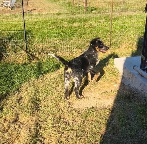 Photo of Bodie, adoptable Red Heeler in Stover, Missouri