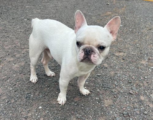 Photo of Romie, adoptable French Bulldog in Duluth, Minnesota