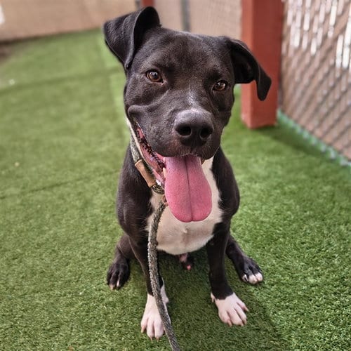 Photo of Waymo, adoptable American Pit Bull Terrier in Phoenix, Arizona