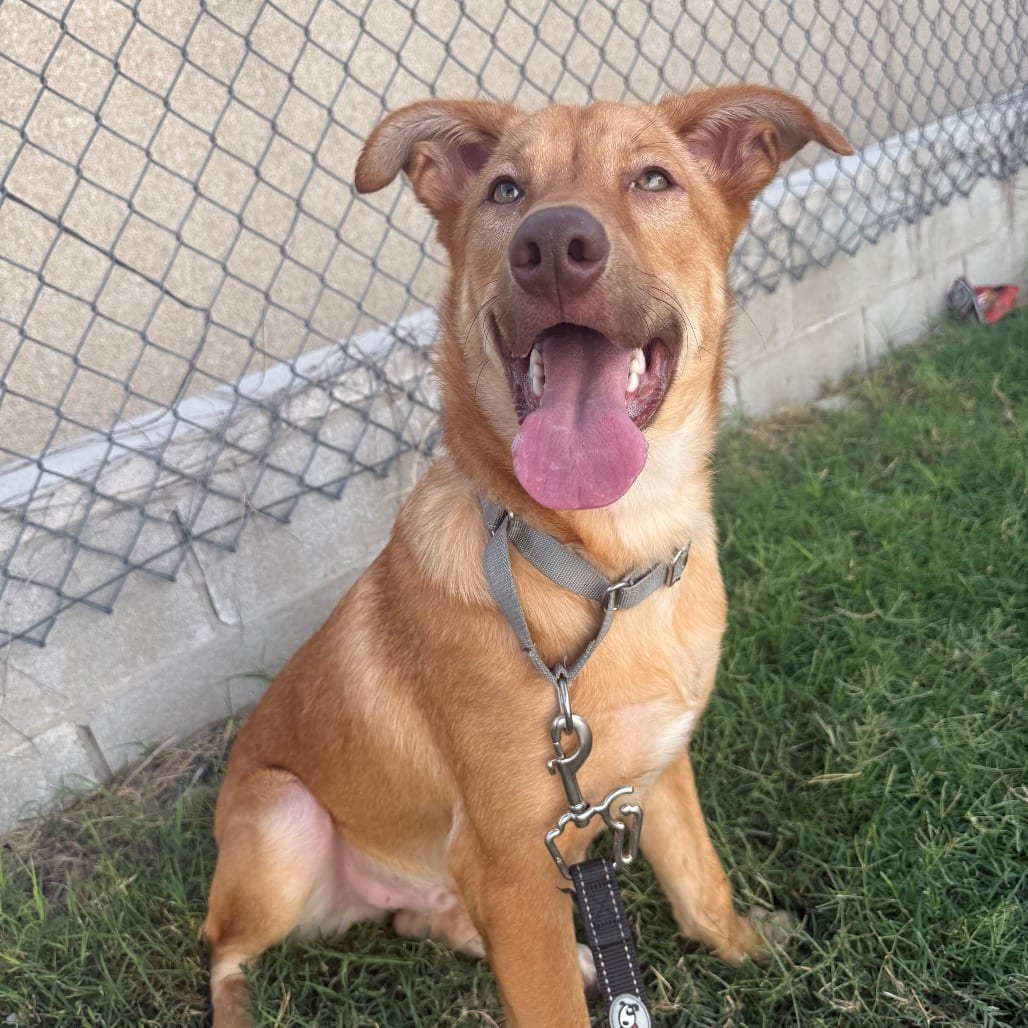 Photo of Finnick, adoptable Retriever / Mix in San Antonio, Texas