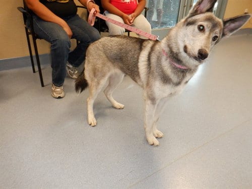 Photo of Pigeon, adoptable Husky in San Jose, California