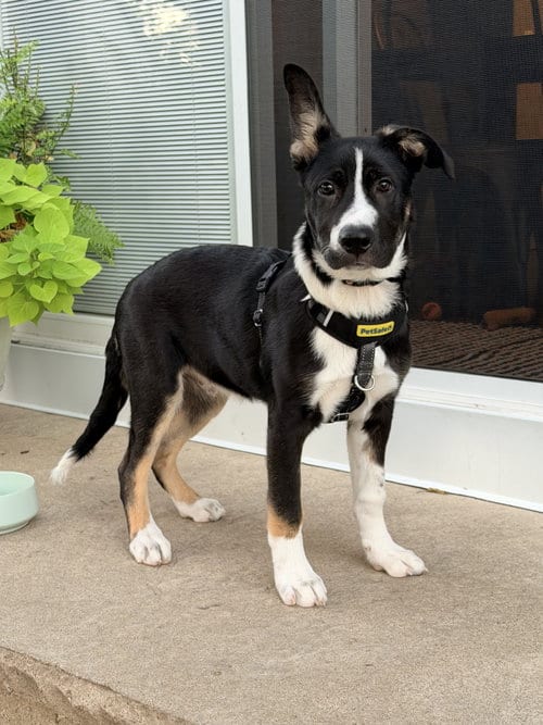 Photo of Rocky, adoptable Shepherd in Hillside, Illinois