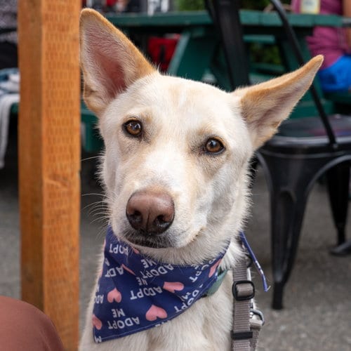 Photo of Sienna, adoptable Labrador Retriever in Seattle, Washington