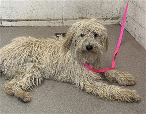 Photo of Pippy, adoptable Poodle (Miniature) in San Bernardino, California