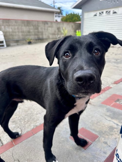 Photo of Pluto, adoptable Black Labrador Retriever in ROSEVILLE, California
