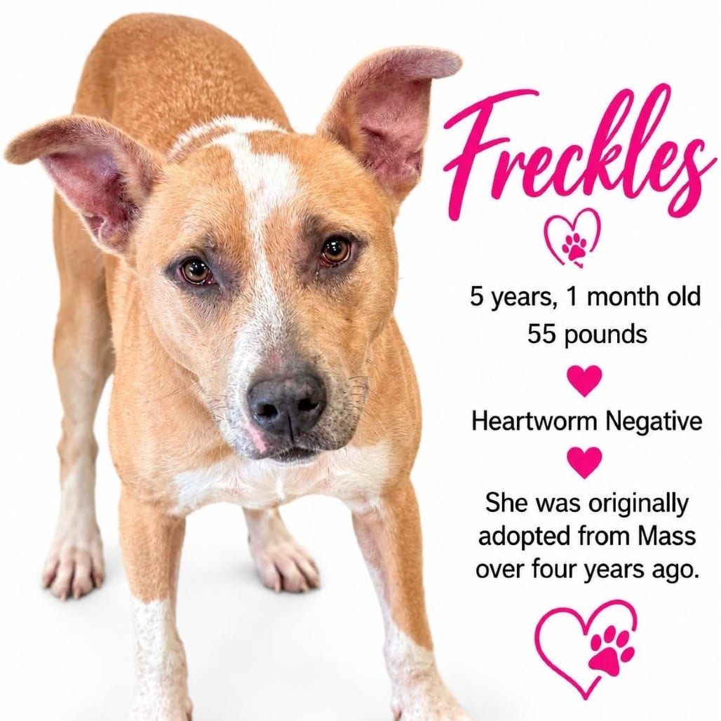 Photo of Freckles, adoptable Mixed Breed (Small)