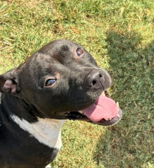 Photo of Freya, adoptable Pit Bull Terrier in Tulsa, Oklahoma