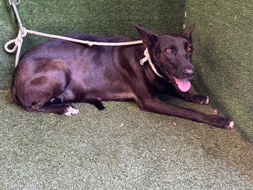 Photo of Jessie, adoptable Belgian Shepherd Malinois in Lancaster, California