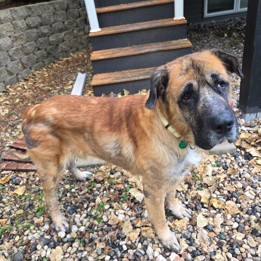 Photo of Leonard, adoptable Mixed Breed (Large) in Buffalo, Minnesota