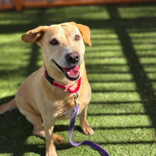 Photo of Stella Rose, adoptable Labrador Retriever in Las Vegas, Nevada