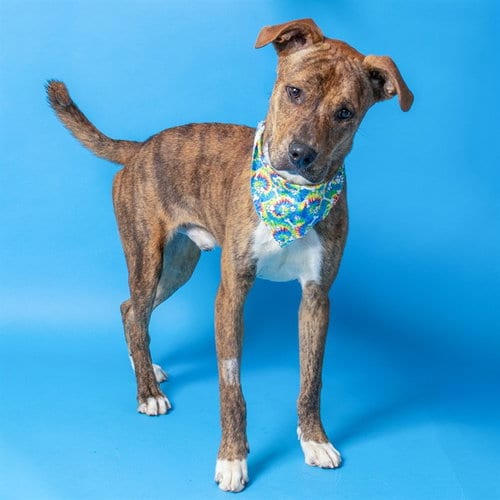 Photo of Col Mustard, adoptable Labrador Retriever in St Louis, Missouri