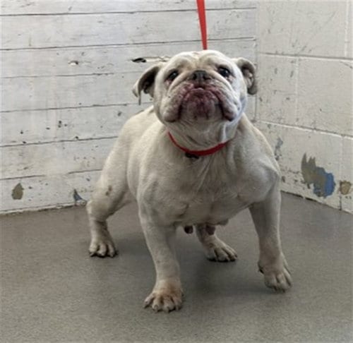 Photo of Erin, adoptable English Bulldog in San Bernardino, California