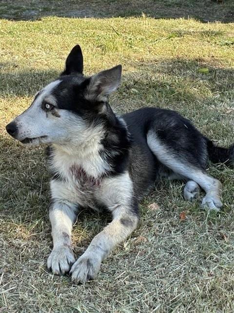 Photo of Rocky, adoptable Siberian Husky in Sacramento, California