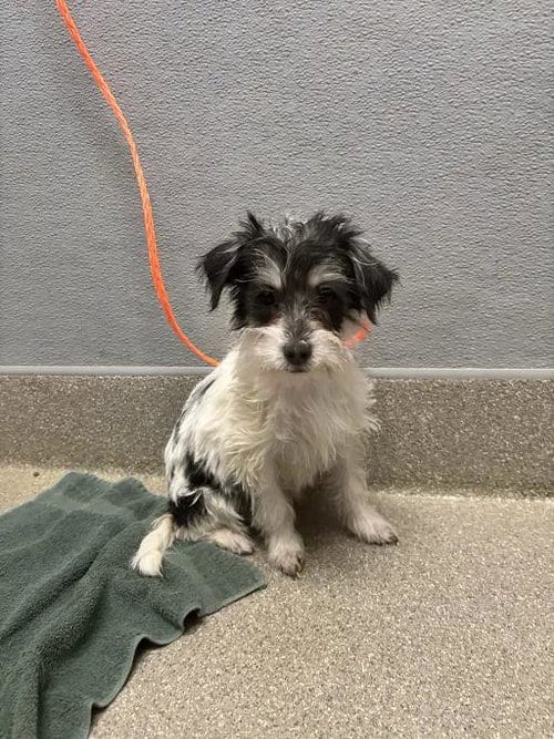Photo of Melody, adoptable Terrier in Las Vegas, Nevada