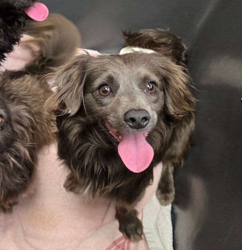Photo of Hallie, adoptable Dachshund in Humble, Texas