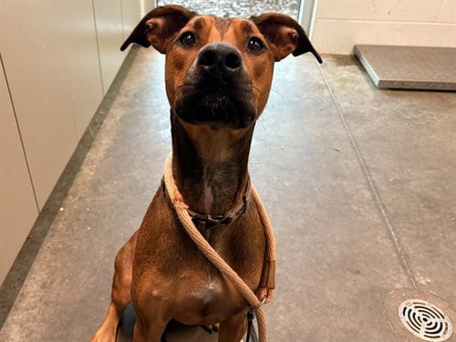 Photo of Georgette, adoptable German Shepherd Dog in Tavares, Florida