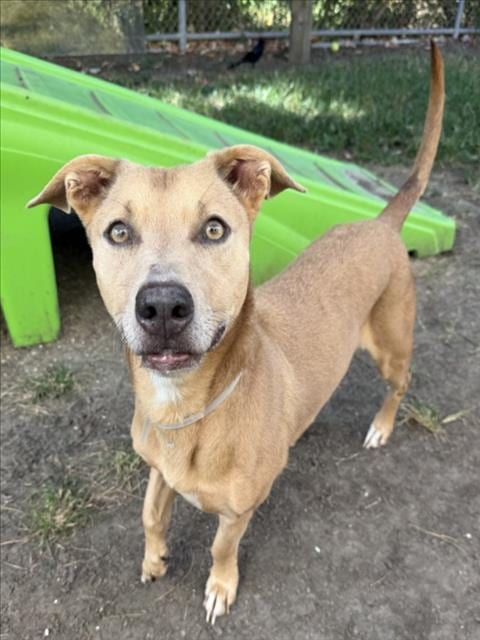 Photo of Ice, adoptable Golden Retriever in Houston, Texas