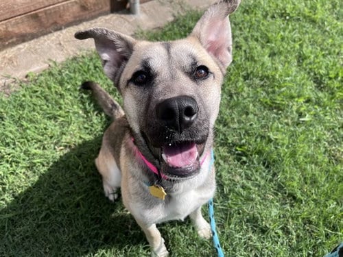 Photo of Autumn, adoptable German Shepherd Dog in Plano, Texas