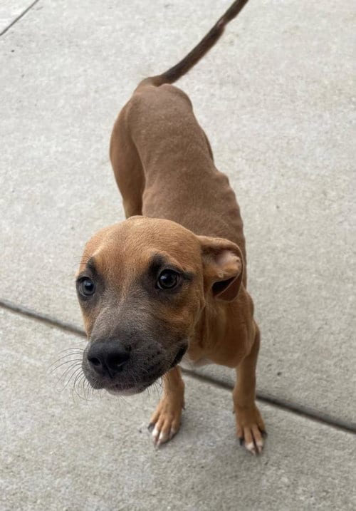 Photo of Josie, adoptable Pit Bull Terrier in Tulsa, Oklahoma