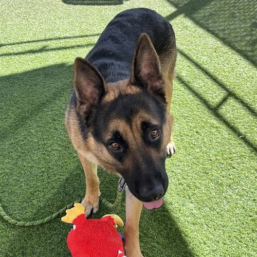 Photo of Grover, adoptable German Shepherd Dog in Phoenix, Arizona