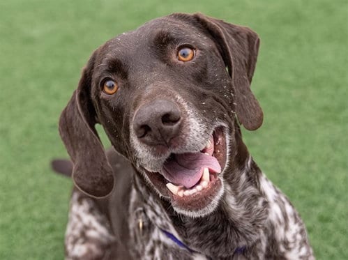 Photo of Diesel, adoptable German Shorthaired Pointer in Denver, Colorado