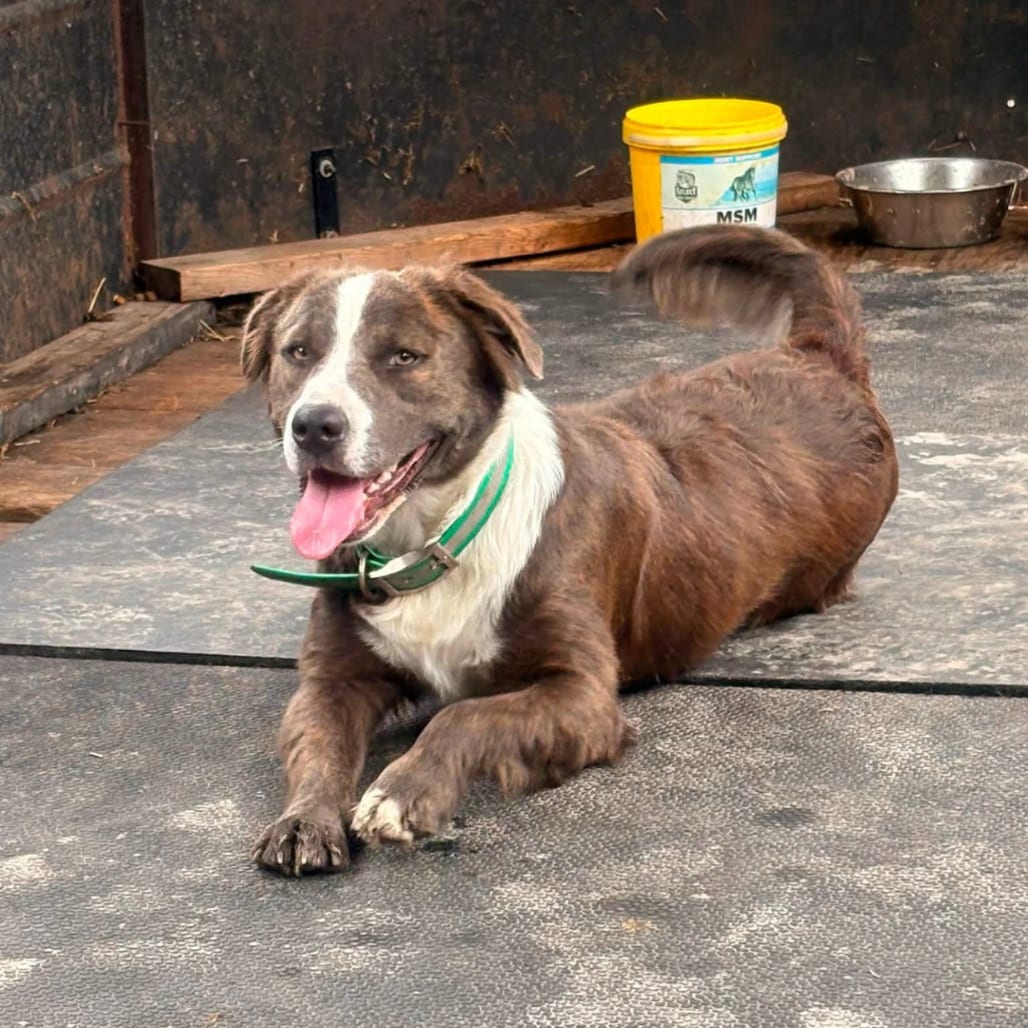 Photo of Melia, adoptable Mixed Breed (Medium) in Buffalo, Minnesota