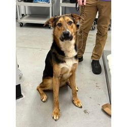 Photo of Mars, adoptable German Shepherd Dog in Georgetown, Delaware