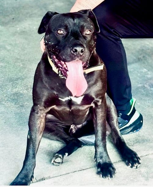Photo of Milo, adoptable Unknown breed in Los Angeles, California