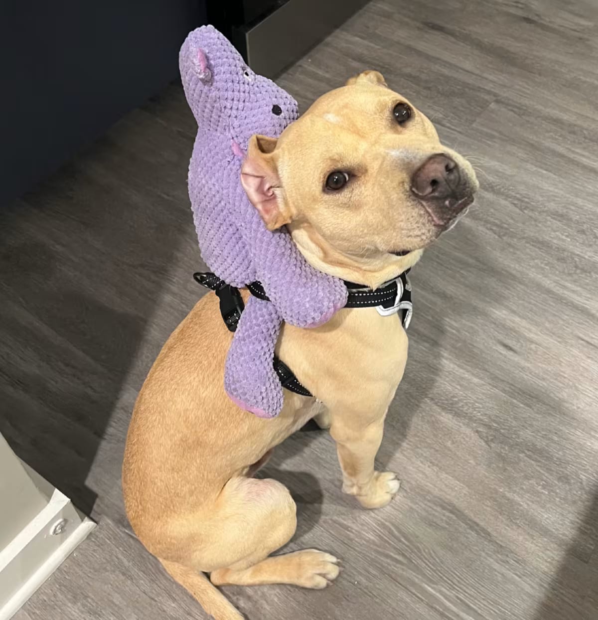 Photo of Baguette, adoptable Black Mouth Cur/Mixed Breed (Medium) in QUINCY, Florida