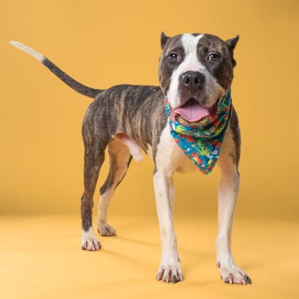 Photo of Ripple, adoptable dog in Atlanta, Georgia