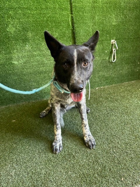Photo of Ace, adoptable Australian Cattle Dog/Blue Heeler in Lancaster, California
