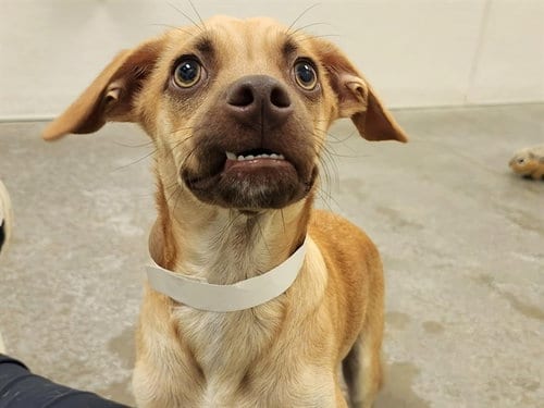 Photo of Doppler, adoptable Chihuahua in Phoenix, Arizona