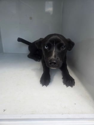 Photo of Pensacola Lola, adoptable dog in Atlanta, Georgia