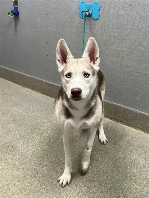 Photo of Nova, adoptable Siberian Husky in Las Vegas, Nevada