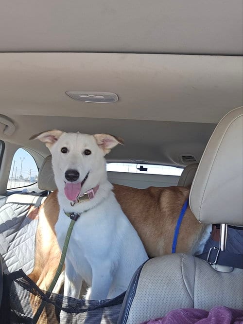 Photo of Rosie, adoptable White German Shepherd in Phoenix, Arizona