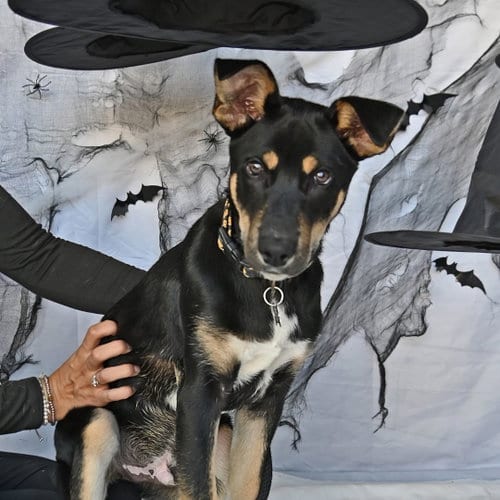 Photo of Chance, adoptable Unknown breed in Rancho Santa Fe, California