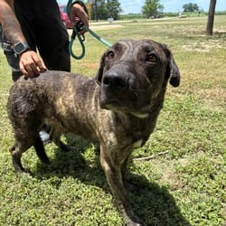 Photo of Diego JuM, adoptable Mastiff Mixed Breed (Large) in Hartford, Connecticut