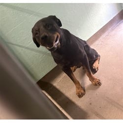 Photo of Moco, adoptable Rottweiler in Chatsworth, California